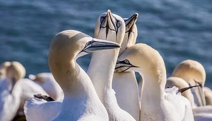 皇冠体育-马拉多纳律师：护理工作有重大失职 我要发起调查